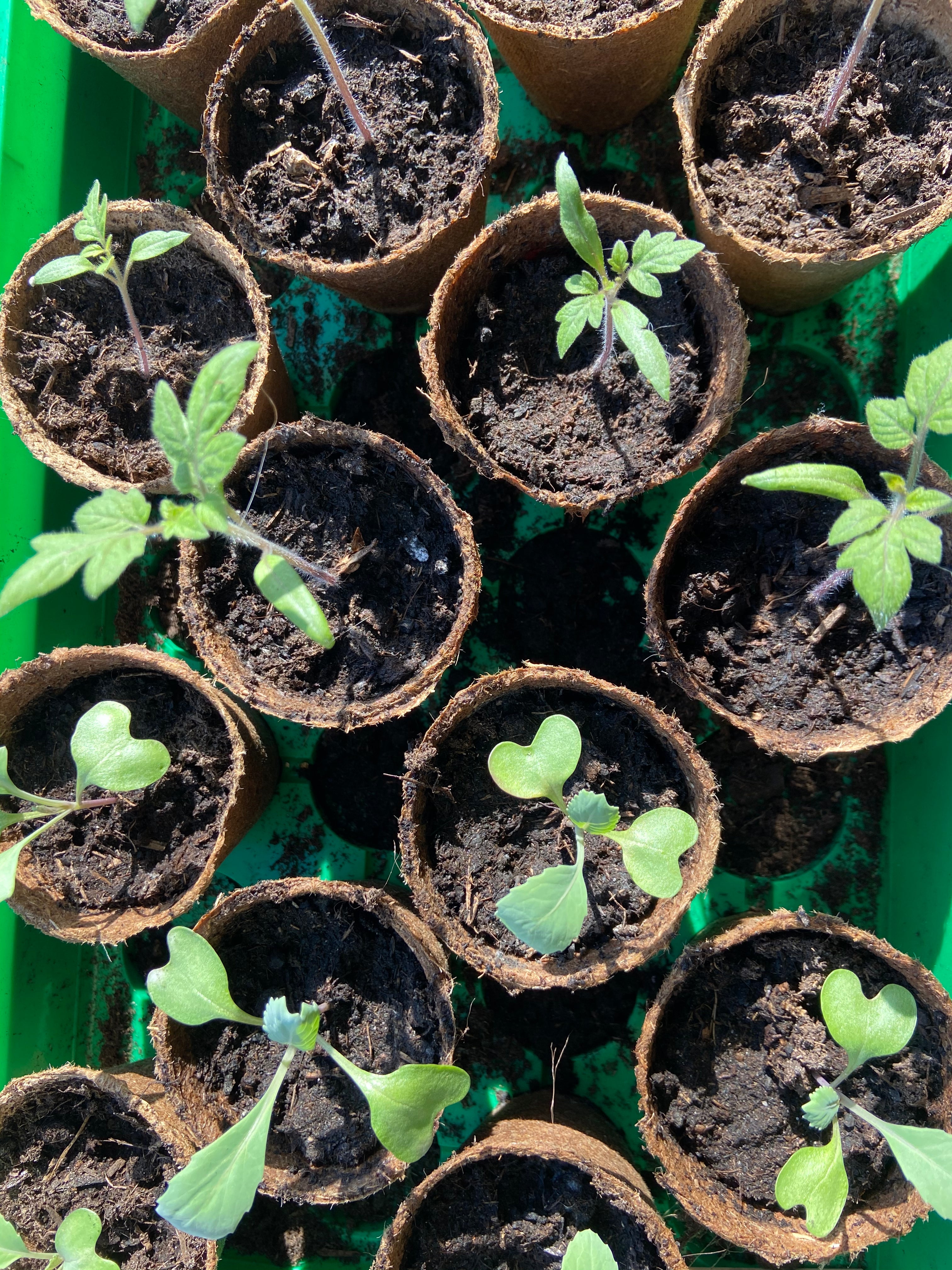 Licht- en donkerkiemers