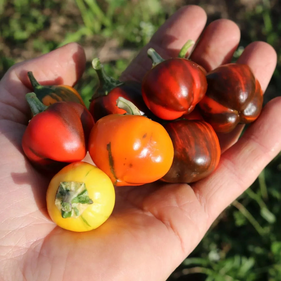 Pepers en paprika's zaaien