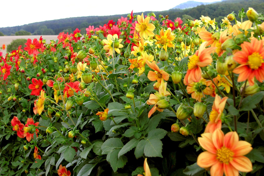 Voeg kleur en smaak toe aan je tuin met eetbare bloemen