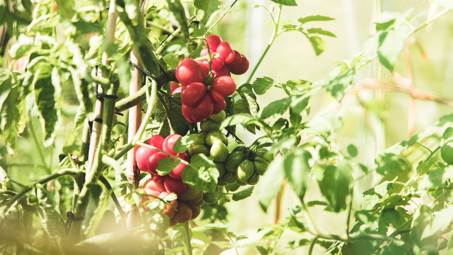 Bijzondere tomaten