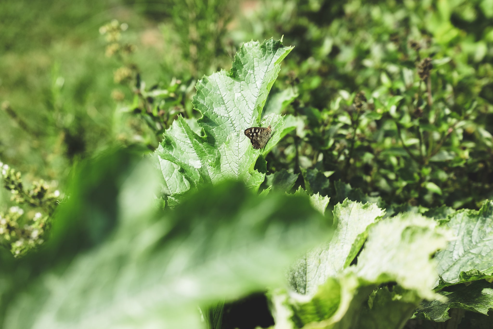 Permacultuur in de moestuin