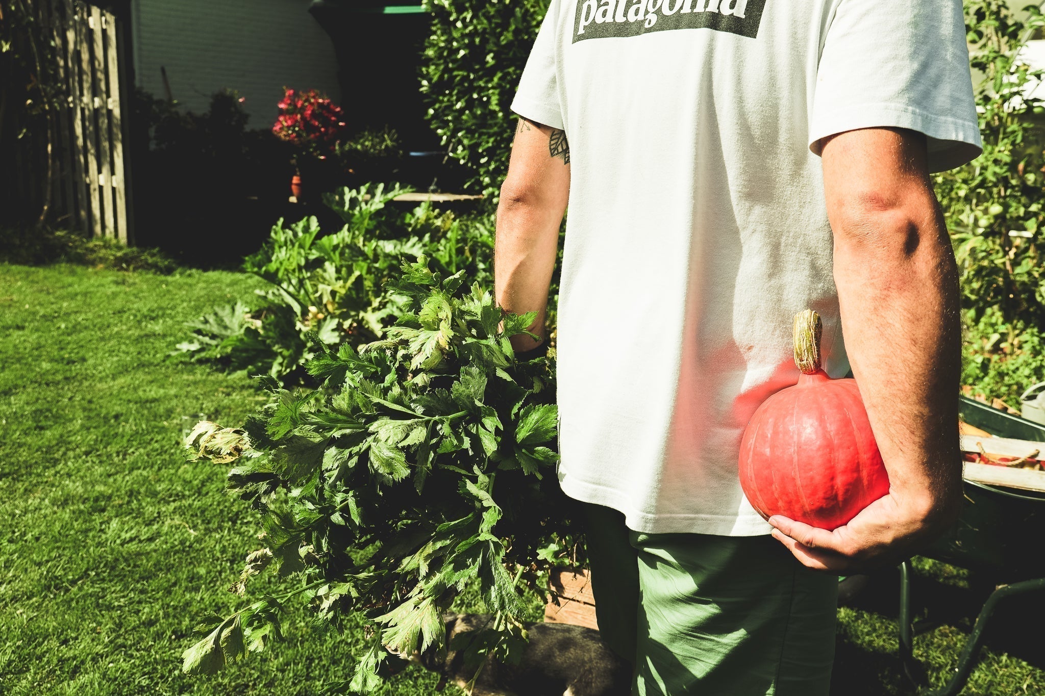 De populairste moestuinzaden in de lente