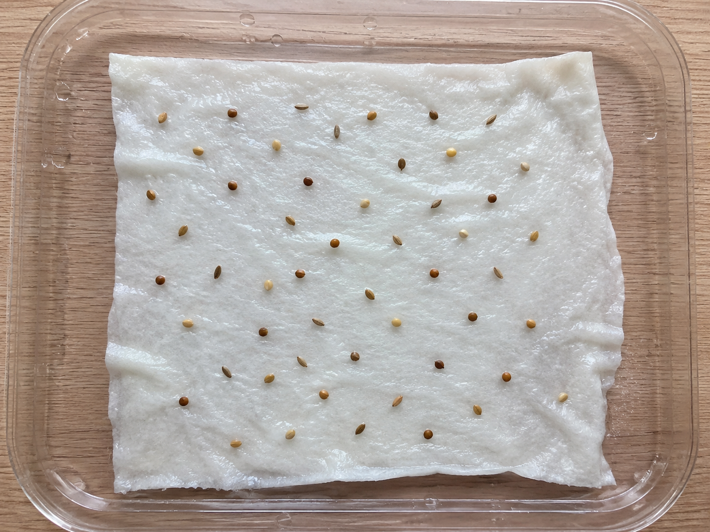 Kiemtest met gekiemde zaden op vochtig keukenpapier om de kiemkracht te bepalen