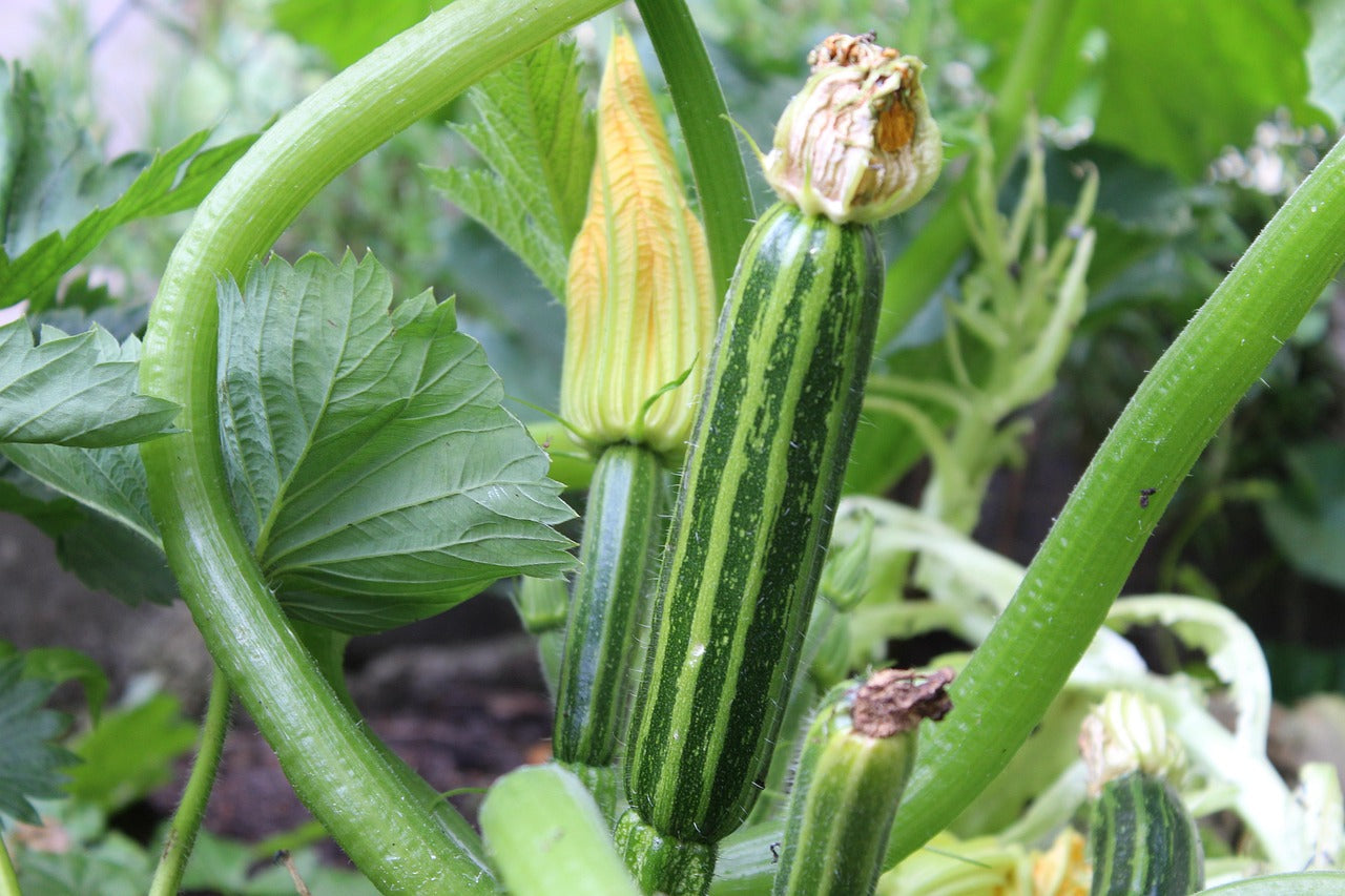 De populairste moestuinzaden in de zomer