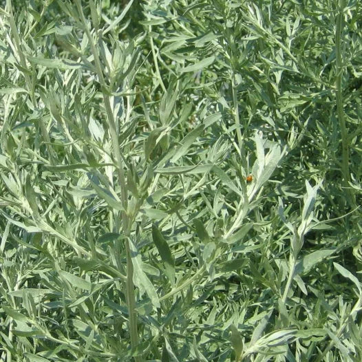 Alsem zaden biologisch