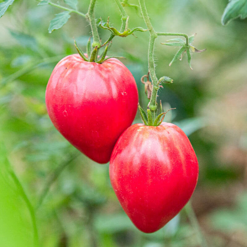 Anna Russian – biologische tomatenzaden