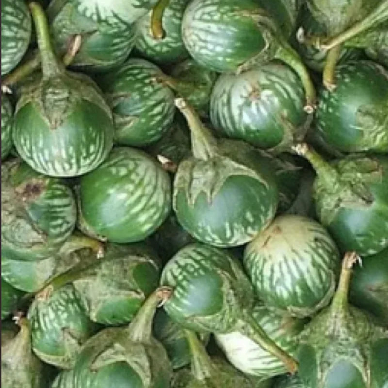 Aubergine Lao Green Stripe Biologisch