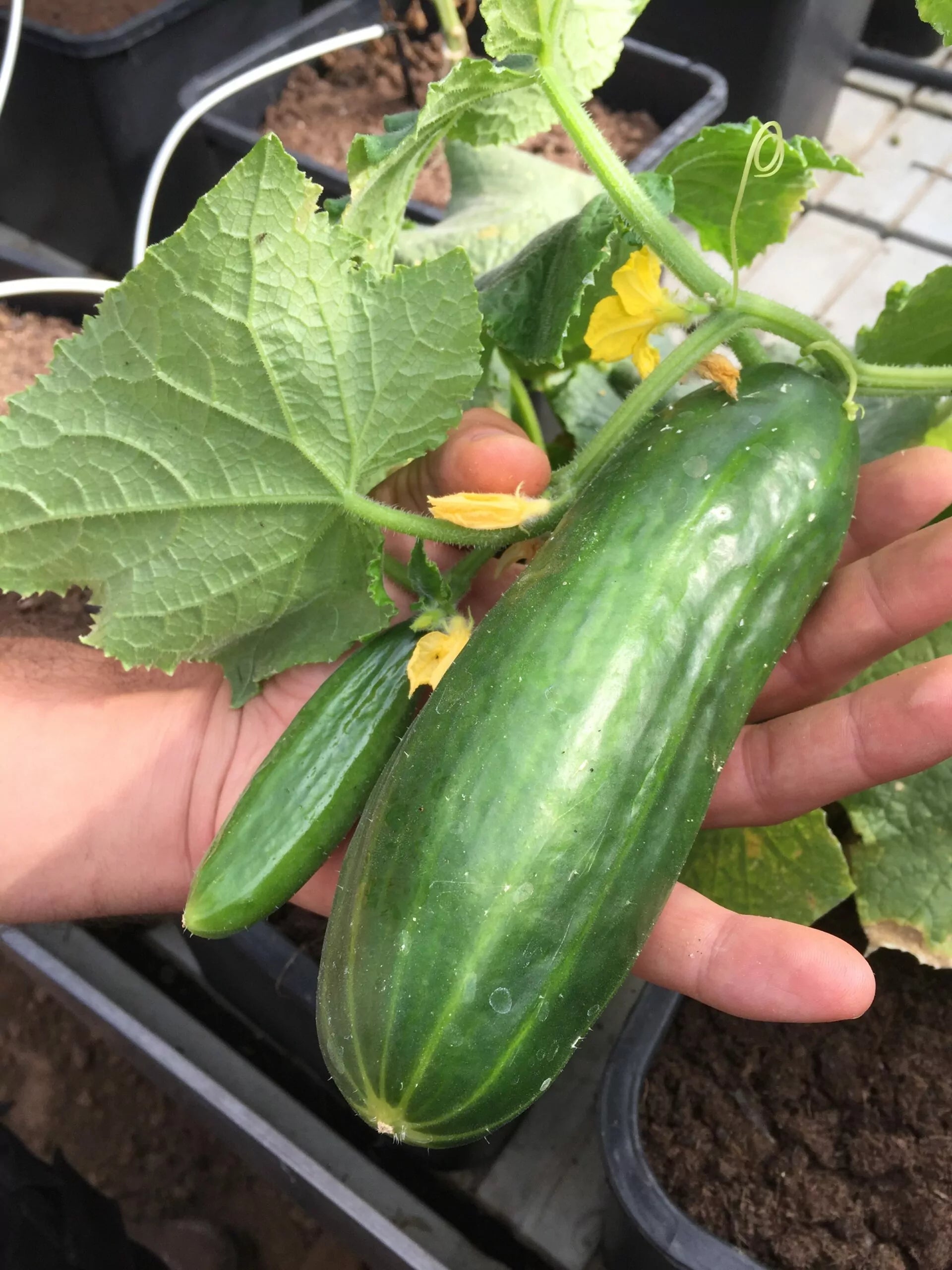 Potkomkommer Antje biologische zaden