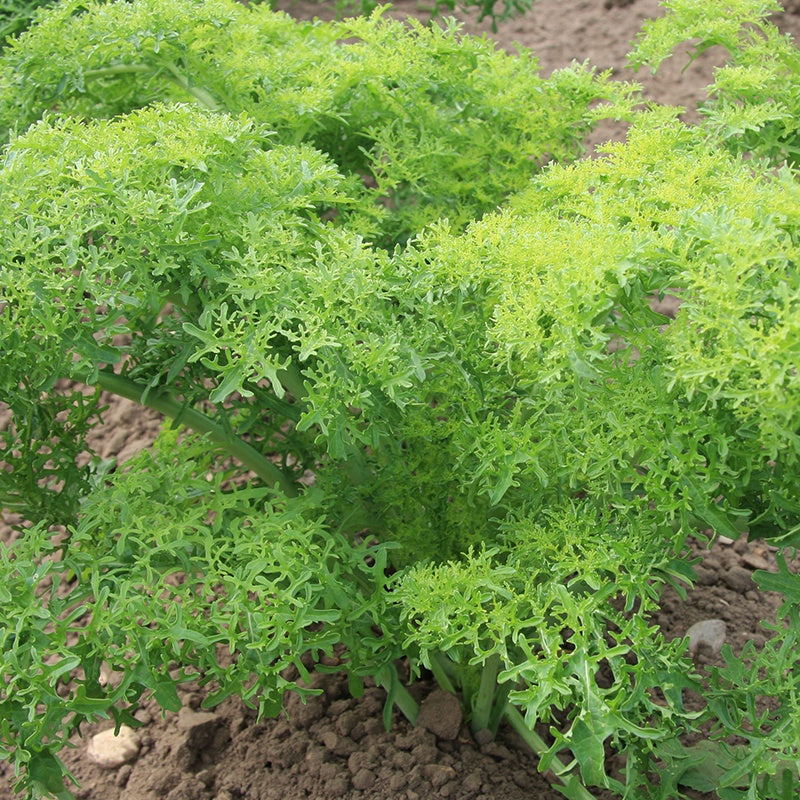 Bladmosterd 'Golden Frills' Biologisch