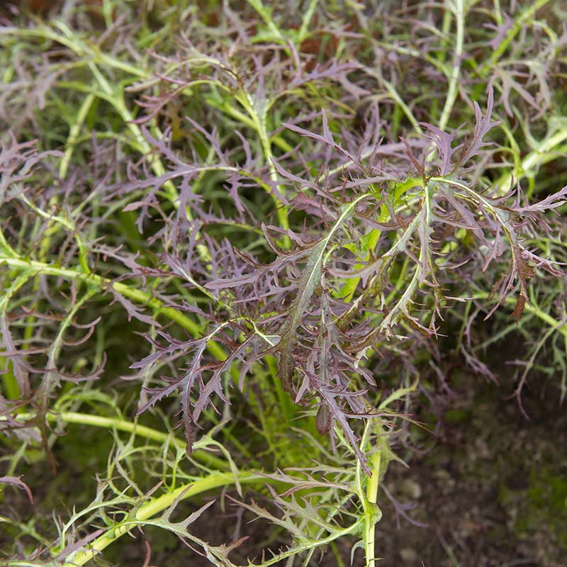 Bladmosterd ‘Purple Frills’ Biologisch