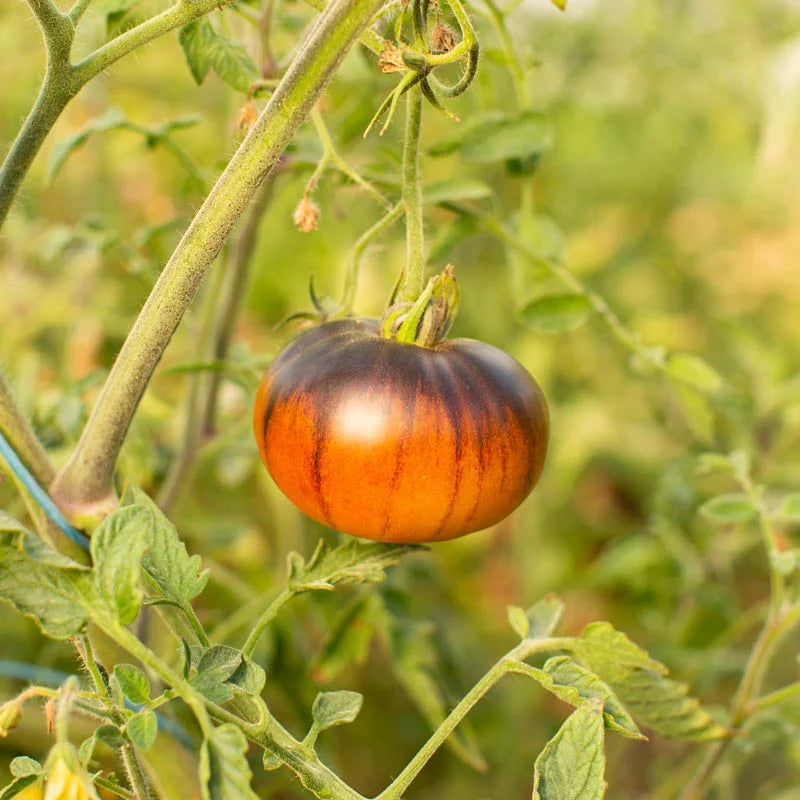 Bonte Tomaat Lucid Gem