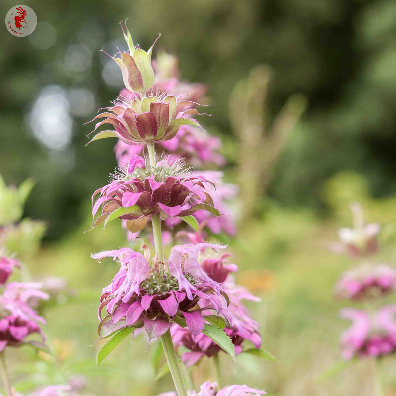 Citroenbergamot / Lemon bee balm (Monarda citriodora) – biologische zaden