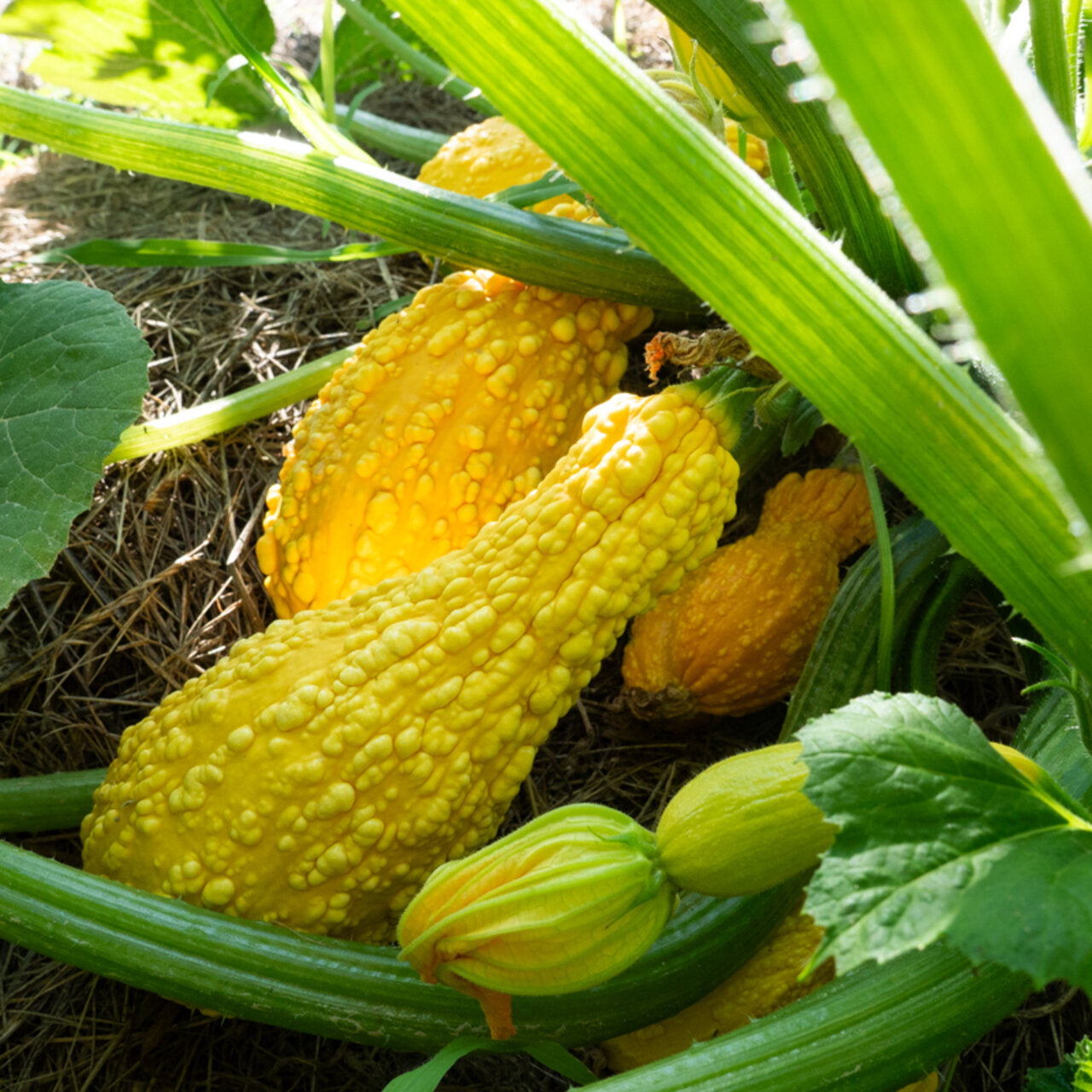 Courgette ‘Yellow Crookneck’ (Heirloom) – biologische zaden
