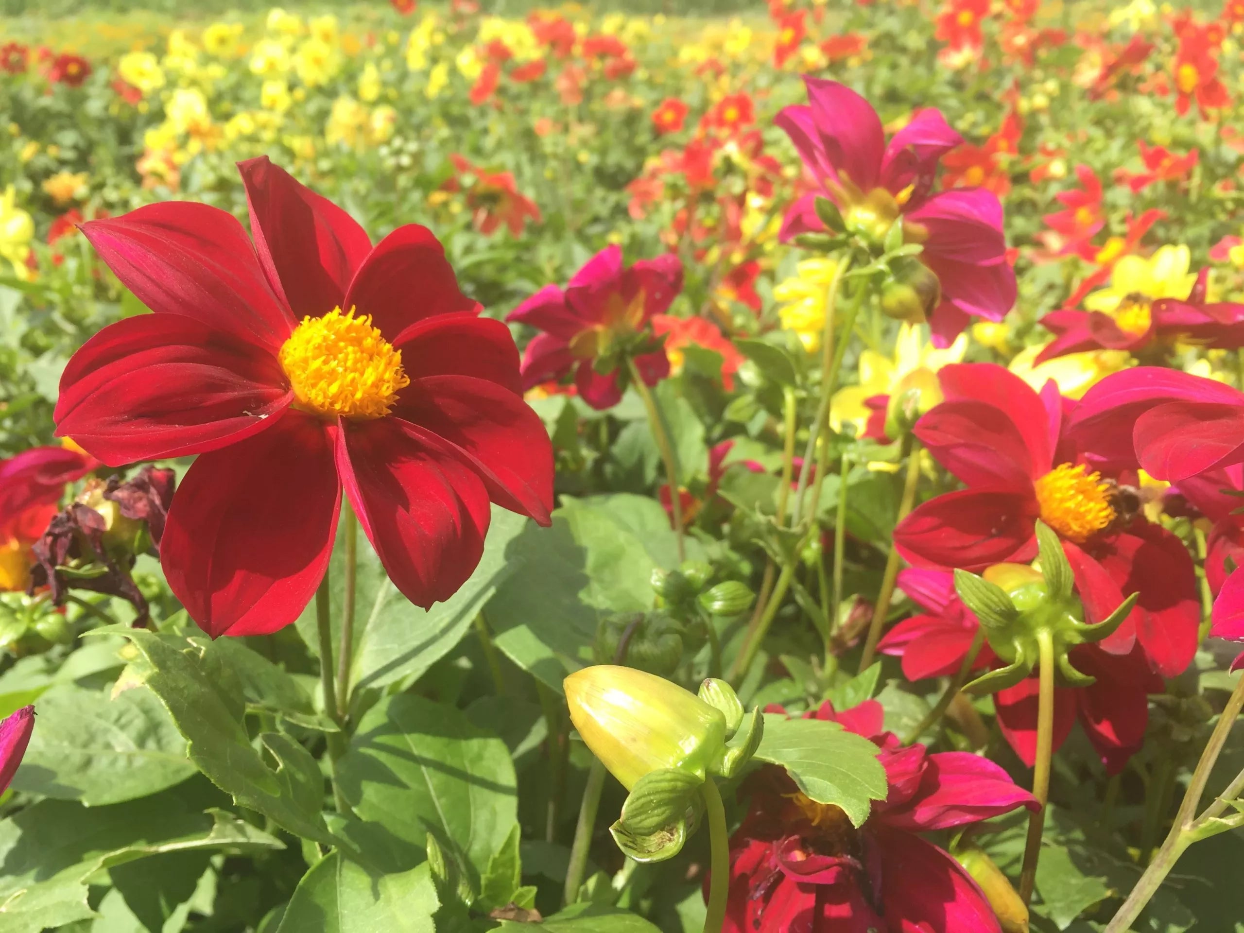 Eetbare dahlia's Mignon biologische zaden