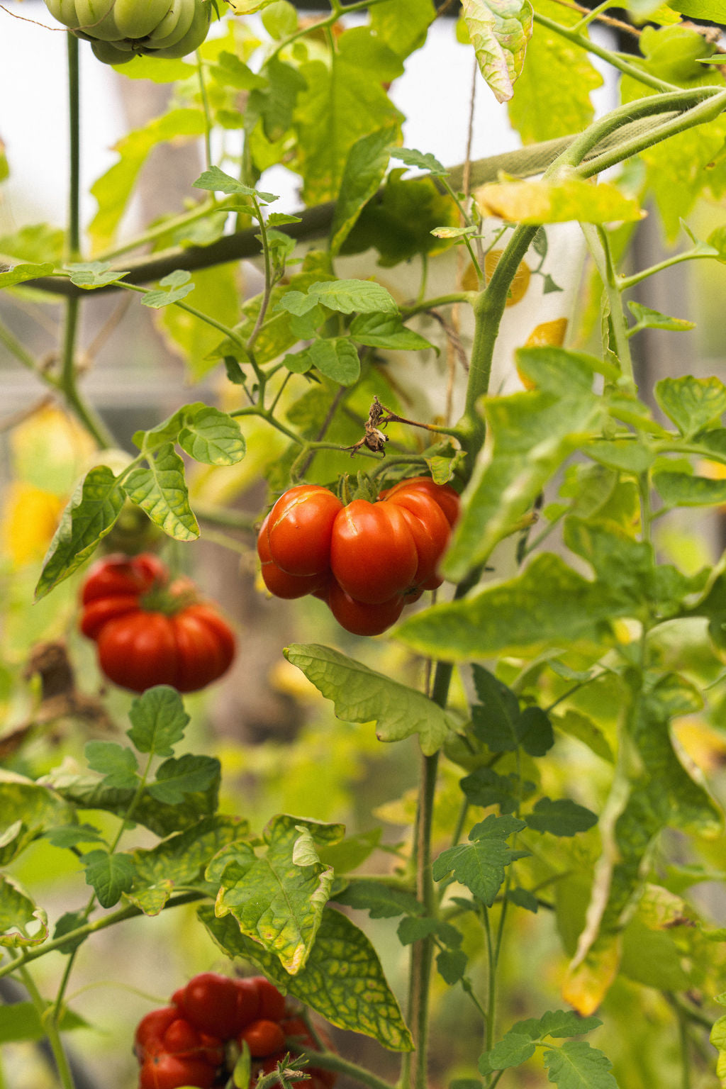 Rijpe tomaten aan de plant