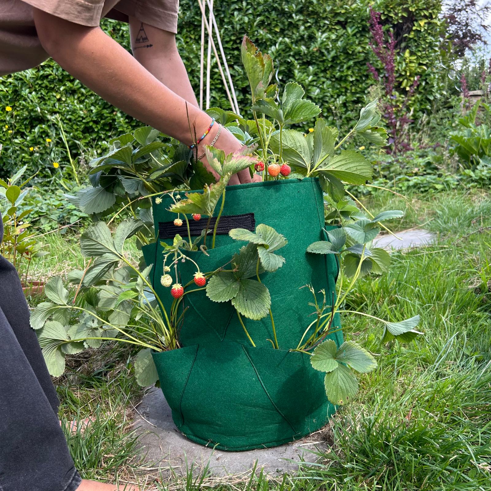 Feggies Grow Bag Aardbeien