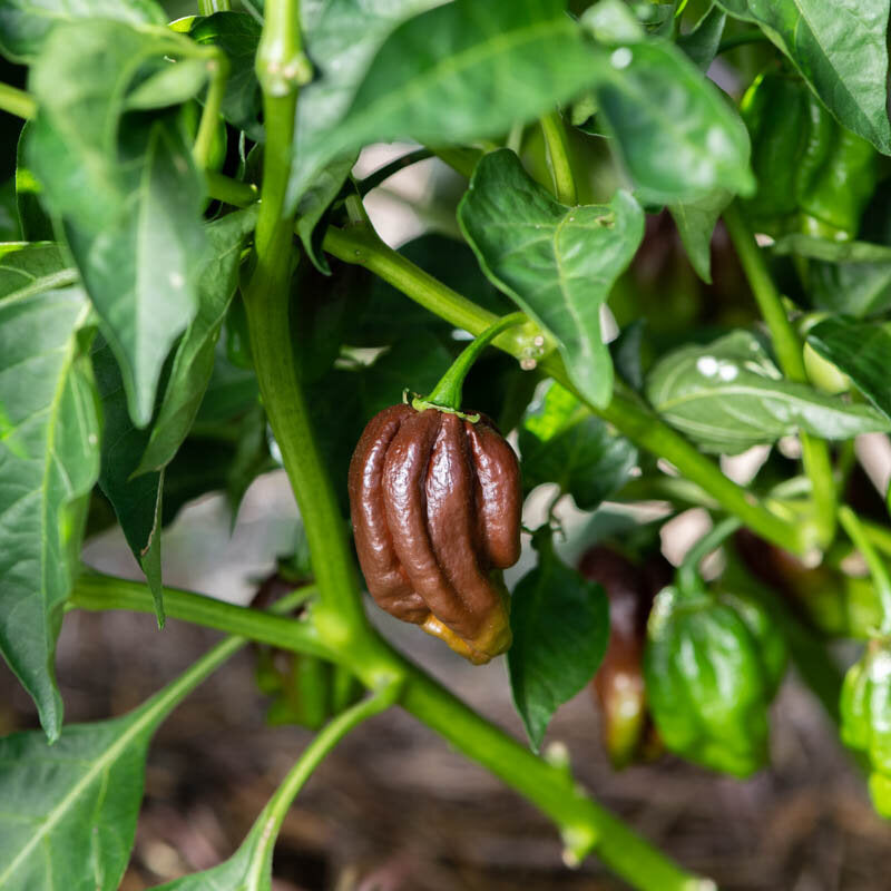 Extreem hete Habanero chocoladebruine peper biologisch