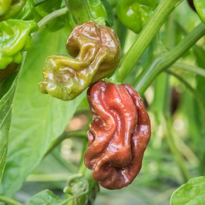 Extreem hete Habanero chocoladebruine peper biologisch