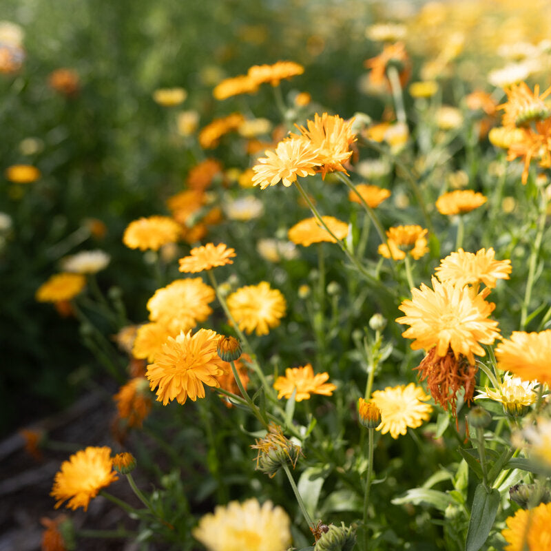 Goudsbloem Citrus Sorbet Mix Biologisch