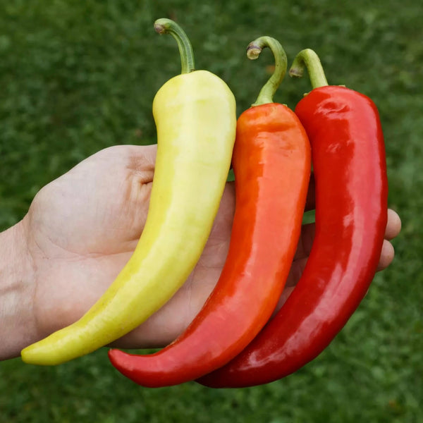 Paprika ‘Sweet Banana’ (Capsicum annuum) – biologische zaden