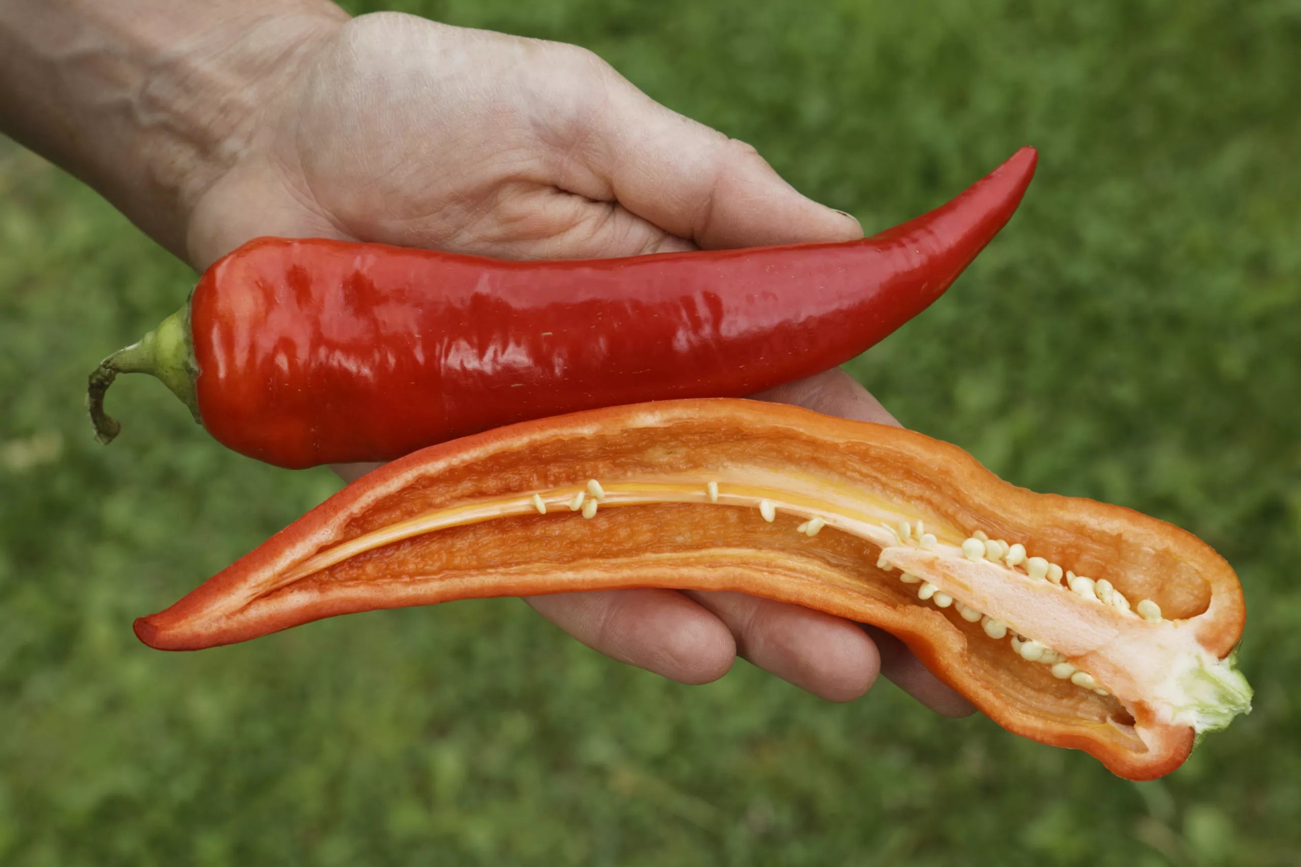 Paprika Sweet Banana biologische zaden