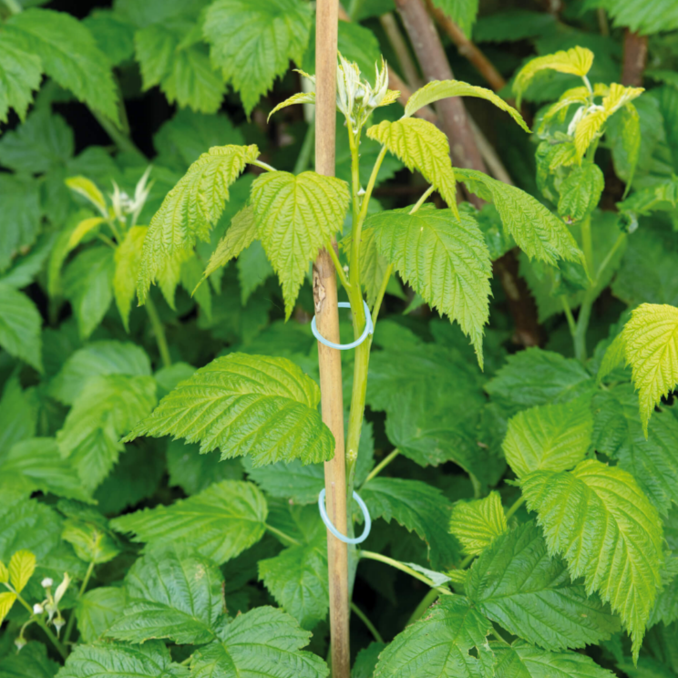 Plantenringen 50 stuks