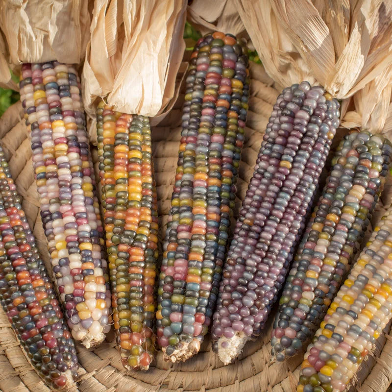 Popcornmaïs Glass Gem