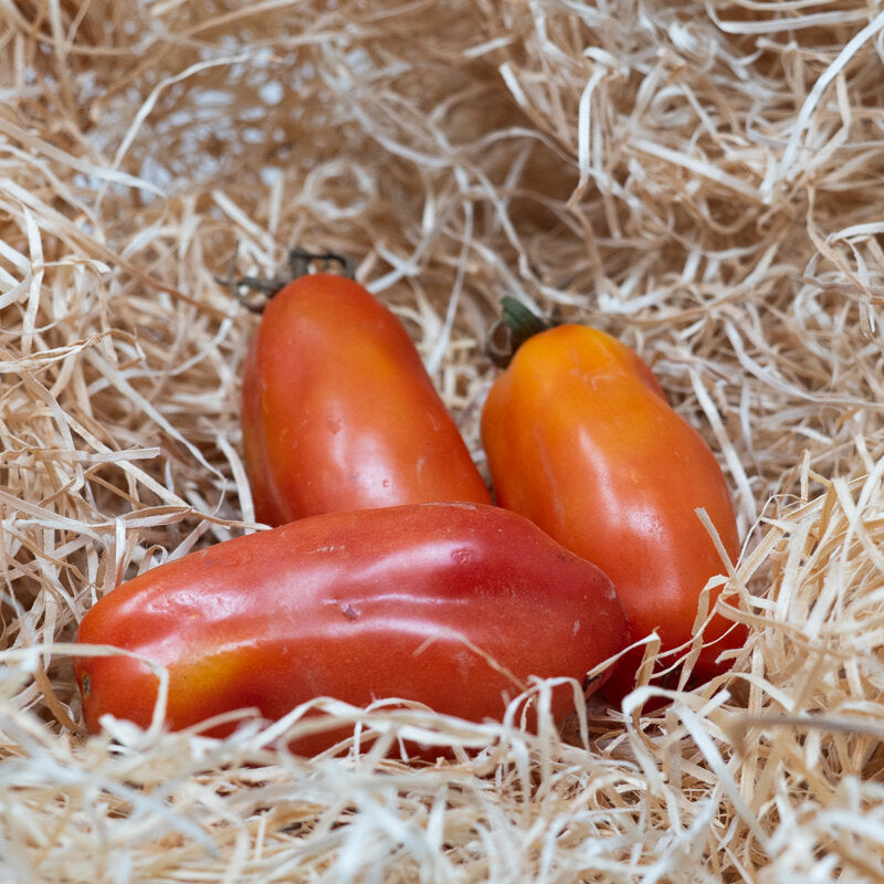 San Marzano – biologische tomatenzaden (Heirloom)