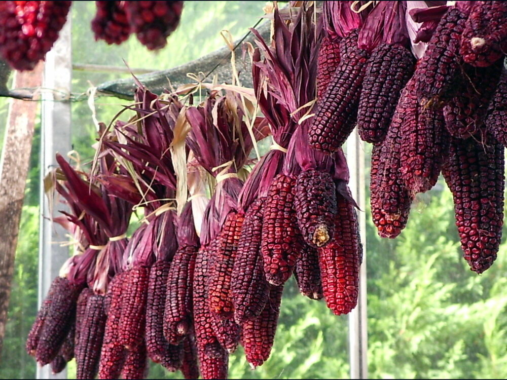 Suikermaïs ‘Martian Purple Red’ (Zea mays) – biologische zaden