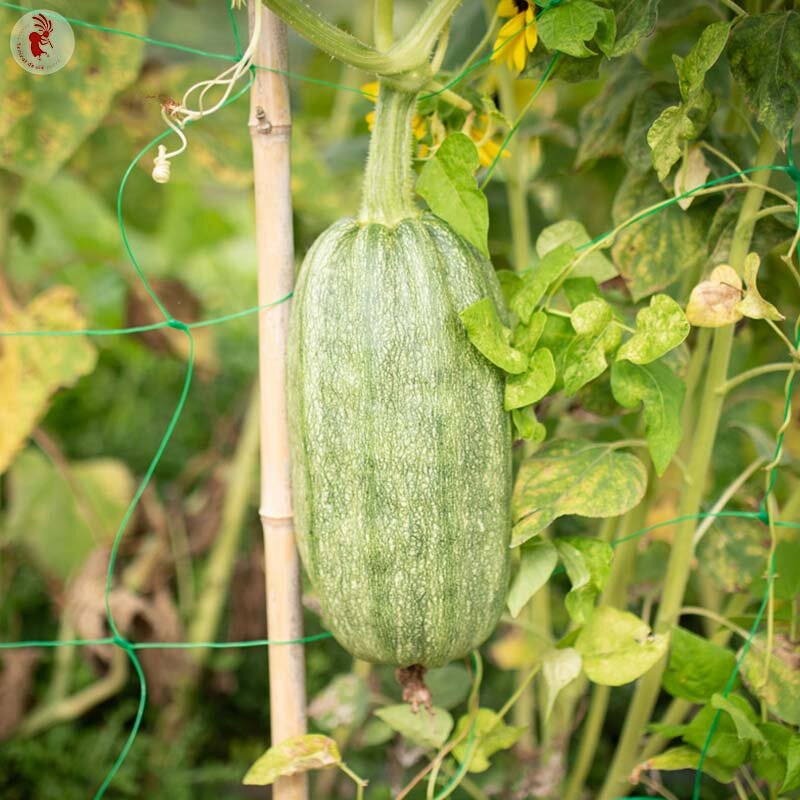 Courgette ‘Tabergmouzt uit Marokko’ (Cucurbita pepo) – biologische zaden