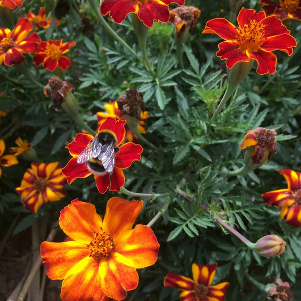 Afrikaantje ‘Kolibri’ (Tagetes patula) – biologische zaden
