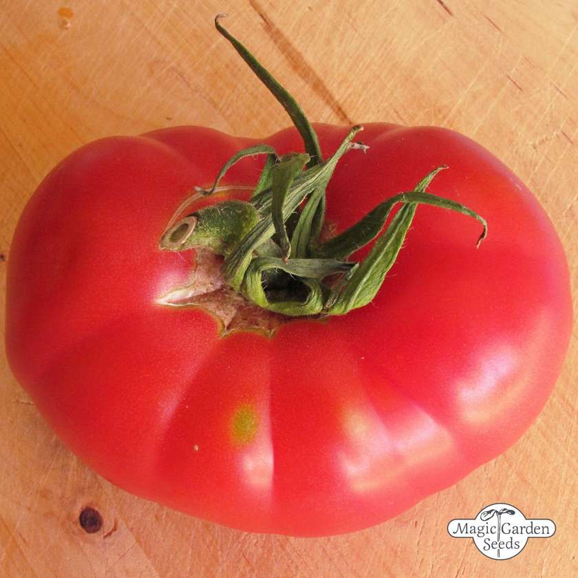 Tomaat Rose de Berne zaden Biologisch