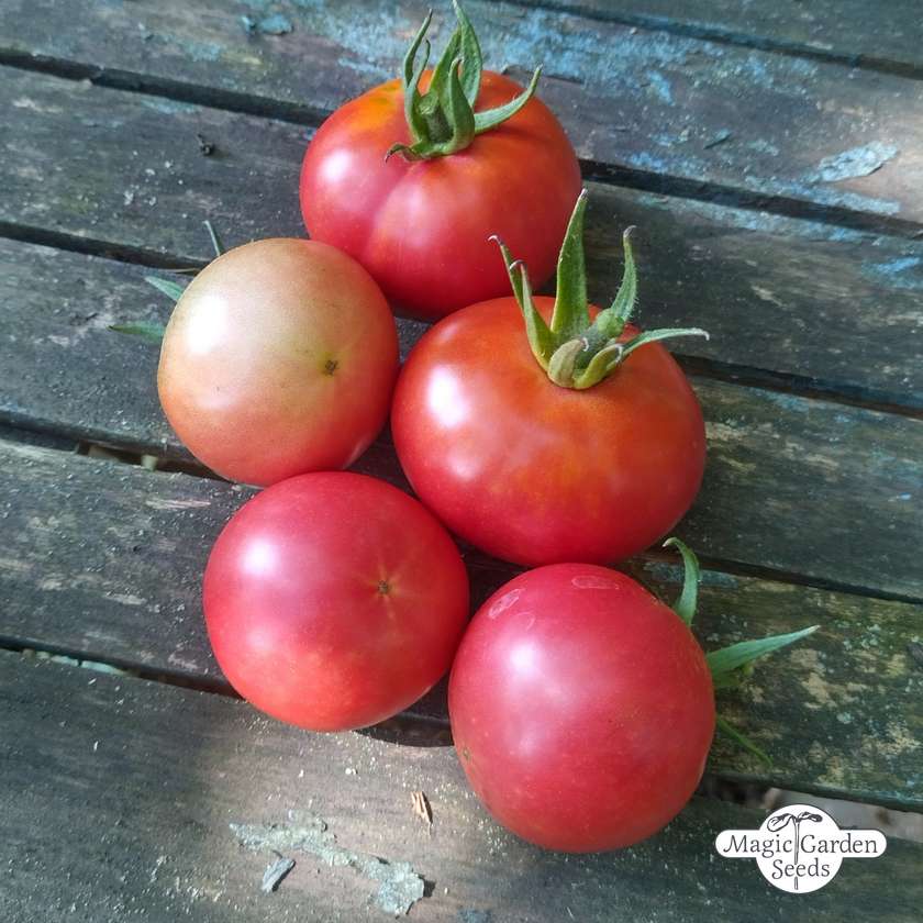 Tomaat Rose de Berne zaden Biologisch