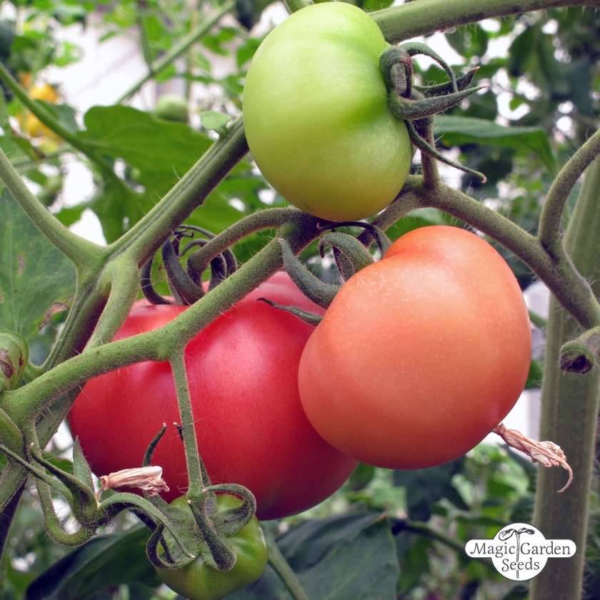 Tomaat Rose de Berne zaden Biologisch