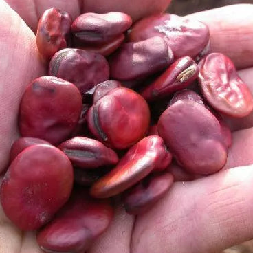 Tuinboon ‘Red Epicure’ (Vicia faba) – biologische zaden