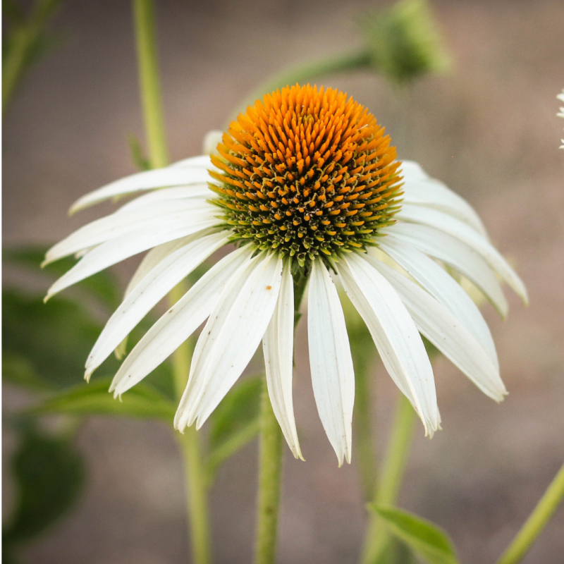 Zonnehoed ‘White Swan’ (Echinacea purpurea) – biologische zaden