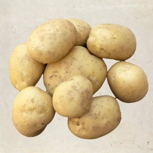 Aardappel Etincelle 1KG (halfvroege variëteit) Biologisch