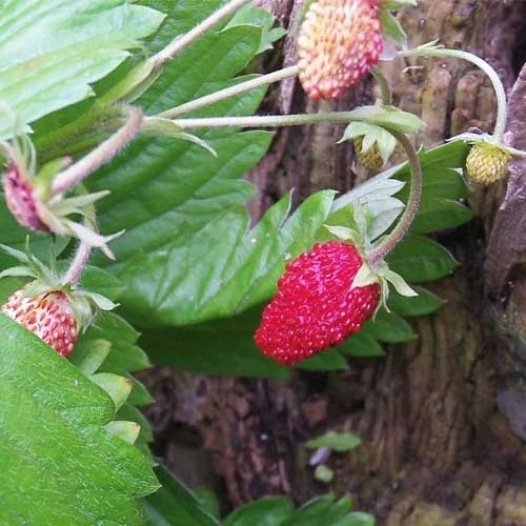 Aardbei 4 seizoenen "Reine des Vallées" zaden biologisch