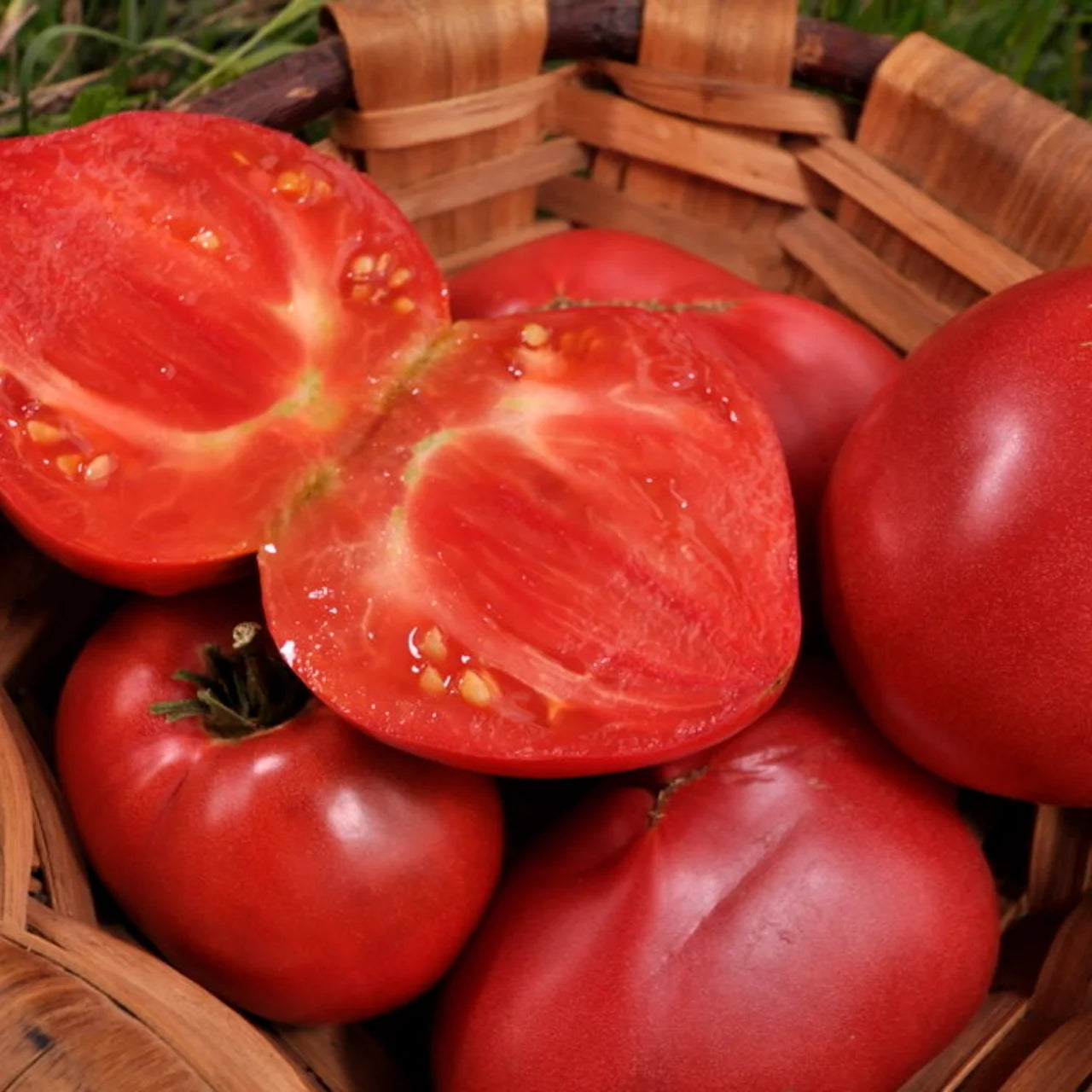 Anna Russian – biologische tomatenzaden