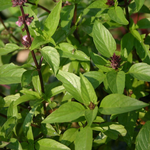 Basilicum Thai zaden biologisch