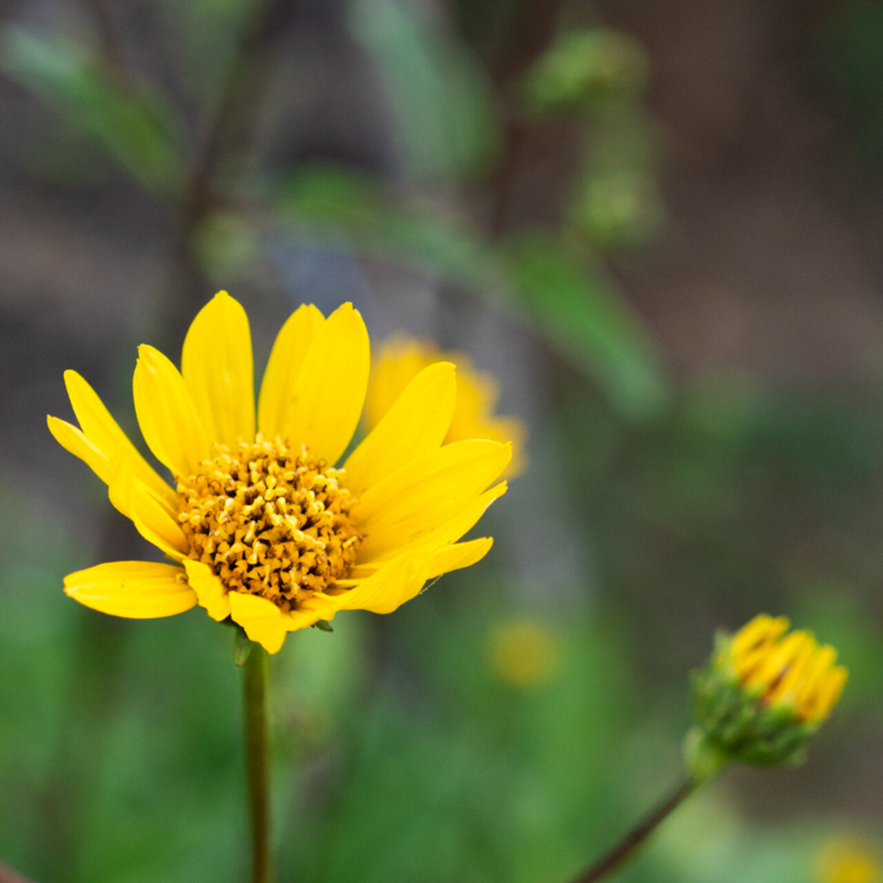 Bergarnica (Arnica montana) – biologische zaden