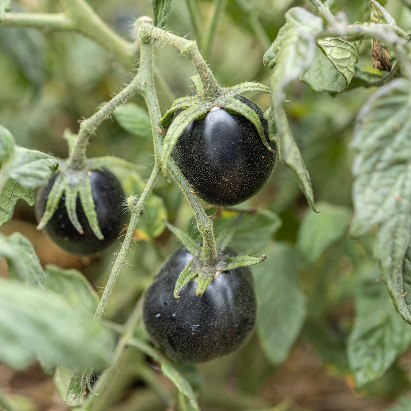 Tomaat ‘Blue Dawg Indigo’ (Solanum lycopersicum) – biologische zaden