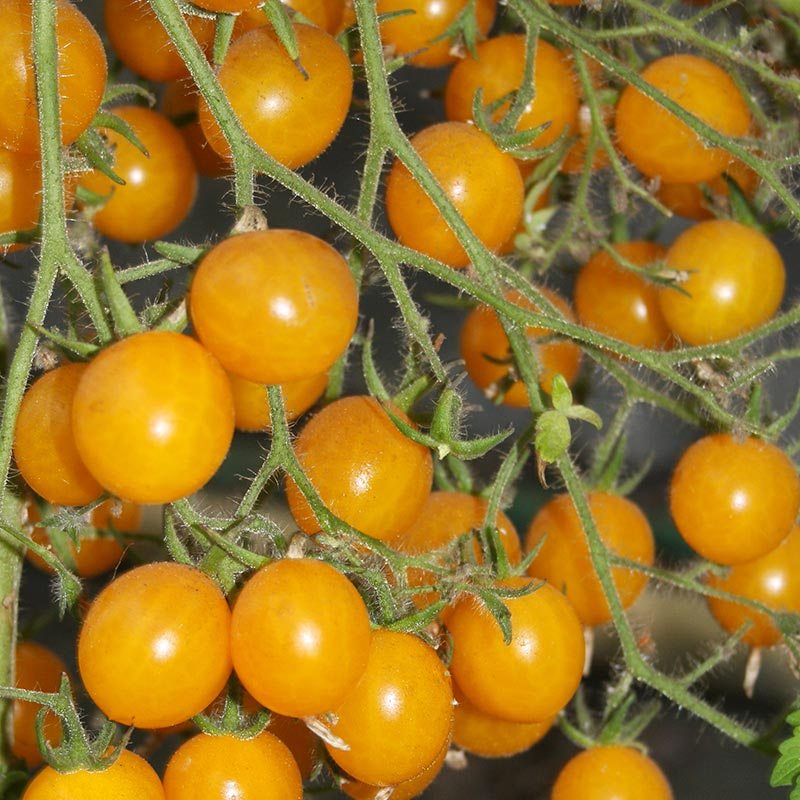 Tomaten vleestomaat Marmande - buitentomaat - zaden kopen