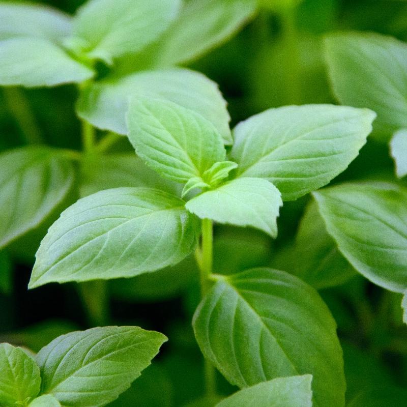 Citroenbasilicum ‘Sweet Lemon’ (Ocimum basilicum) – biologische zaden