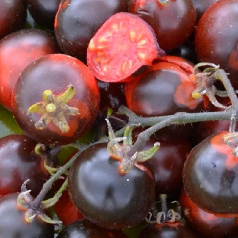 Fahrenheit Blues Indigo – biologische cherrytomatenzaden