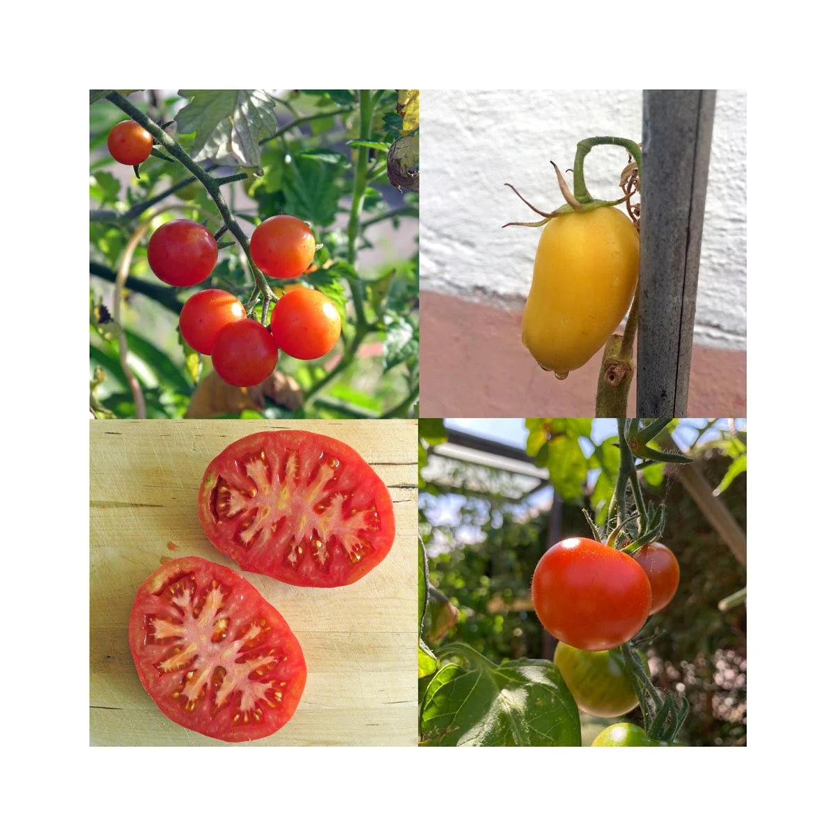 Historische Tomaten Mix - Zadenset