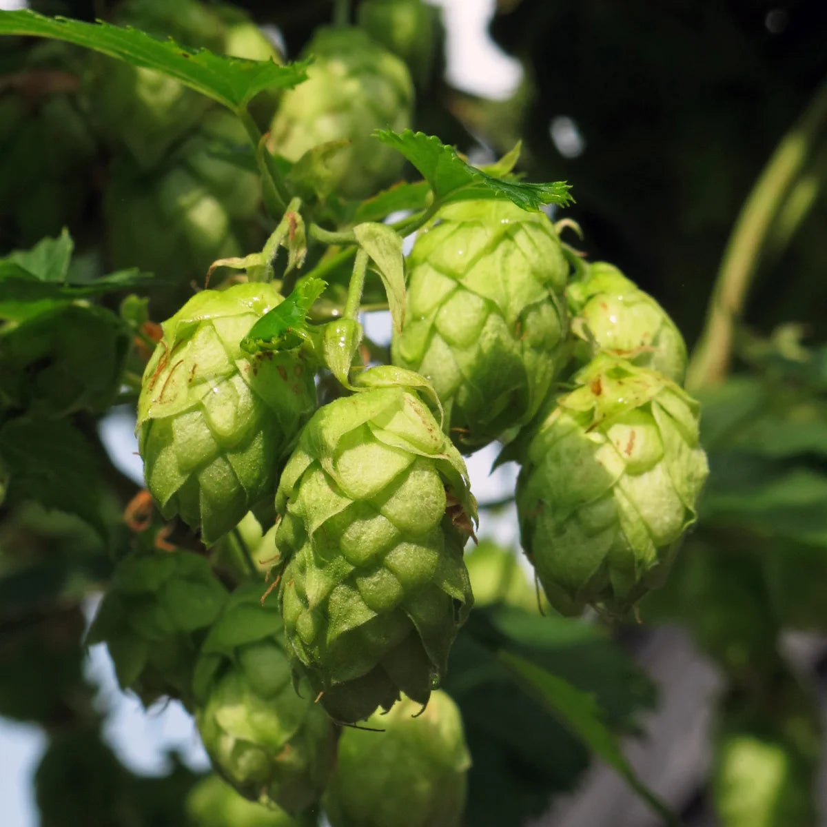 Hop (Humulus lupulus) zaden biologisch