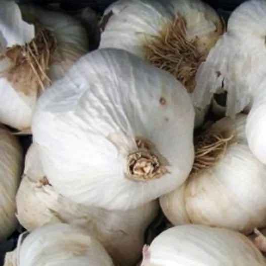 Knoflook roos lente Flavor biologisch