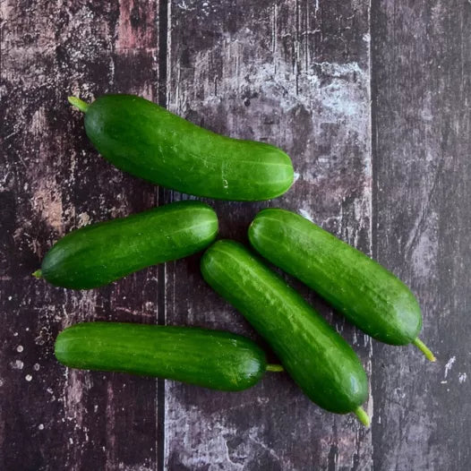 Snack komkommer ‘Kaban’ (Cucumis sativus) – biologische zaden