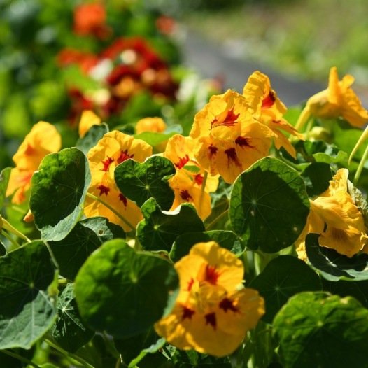 Oostindische Kers Gemengd biologische zaden